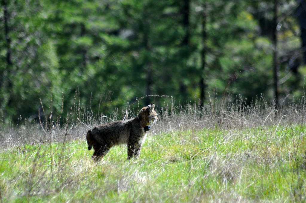 Spatial Ecology of Carnivores