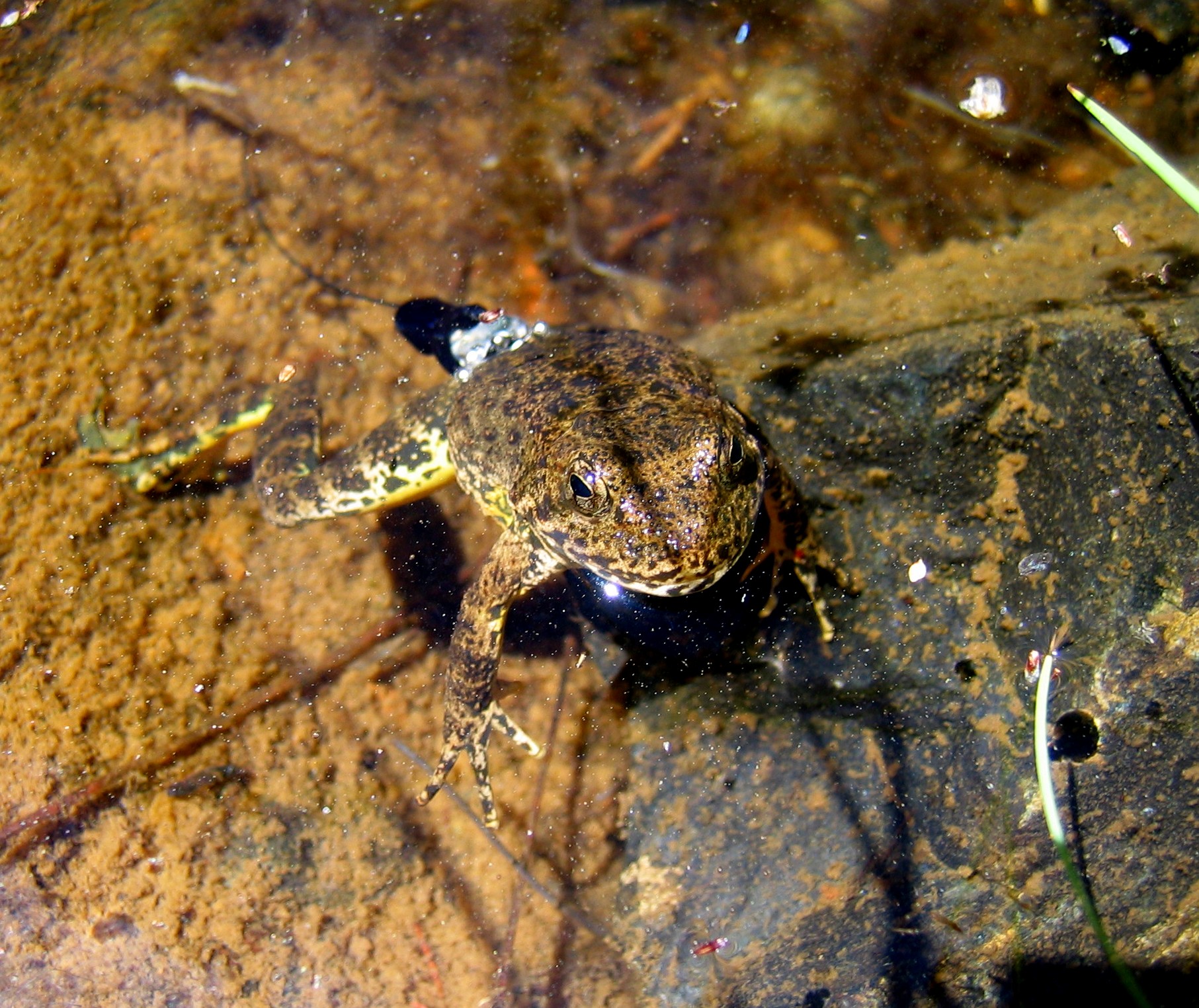 long-term-monitoring-of-yellow-legged-frogs-integral-ecology-research